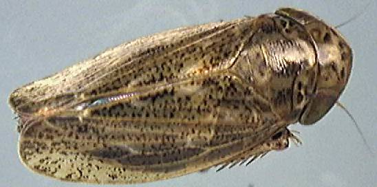 Euscelis incisus